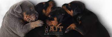 European doberman puppies for sale florida. Ajt European Dobermans