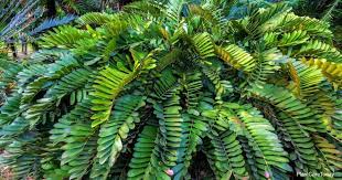 Zamia floridana, related to the queen sago, is rated for the whole state and grows slowly to about three feet. Cardboard Plant Care How To Grow Zamia Furfuracea Palm