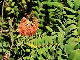 Image result for Melaleuca hypericifolia