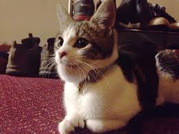 Cat stung by a bee can look quite hilarious, but it's important to know how to help them out as well. 37 Cats Who Got Stung By Bees And Wasps Bored Panda