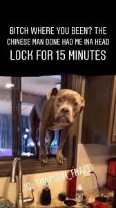 Pin By Shauna Riley On Aye Yo Dog Funny Relatable Memes Funny Memes Funny Dogs