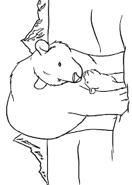 24 Disegni Di Orsi Da Colorare Pianetabambini It Orsi Orso Bruno Disegni