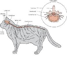 2021 ultimate guide to cat anatomy. Parts Of The Nervous System In Cats Cat Owners Veterinary Manual