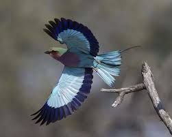 Birds That Start With Blue 10 Marvelous Animals Whose Names Start With The Letter L Lilac Breasted Roller Beautiful Birds Most Beautiful Birds