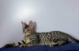 We take great pride in our breeding programs and the development of their personality! Amanukatz Savannah Kittens For Sale Savannah Kitten Savannah Kittens For Sale Savannah Cat