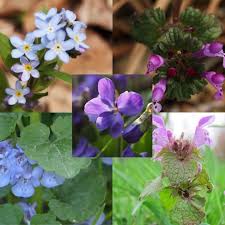 There's no cure, so once you notice a plant is infected, dig it up immediately and throw it away. 5 Weeds With Purple Flowers To Get To Know Gardensall