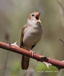 Shropshire Birder Little Paxton Nightingales Usignolo Africa Timbri