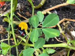 Image result for Arachis hypogaea