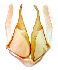 Image result for Mompha divisella