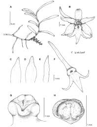 Image result for Tridactyle tridactylites