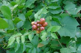 See more ideas about trumpet vine, campsis, vines. Plant Details North Carolina Native Plant Society