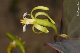 Image result for Adenia bequaertii