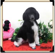 Black And White Tuxedo Standard Poodle Pin By Susan Schlotman On Dogs In 2020 Parti Poodle Poodle Puppies For Sale Poodle