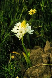 Image result for Ornithogalum flexuosum