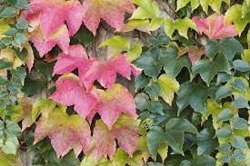Wisteria is a hardy and fast growing, and prefers moist. Zone 4 Vine Plants Choosing Climbing Vines For Cold Climates