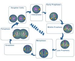 It is the non dividing phase most of the life of a cell is spent in interphase. Biology 1 Mitosis Diagram Diagram Quizlet