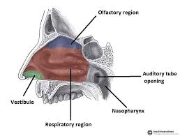 Regions of the nasal cavities each nasal cavity consists of three general regionsthe nasal vestibule, the respiratory region, and the olfactory region. The Nasal Cavity Structure Vasculature Innervation Teachmeanatomy