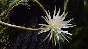 The flowering moonflower paintings were to be margaret mee's last. Secrets Of The Moonflower Cambridge Botanic Garden