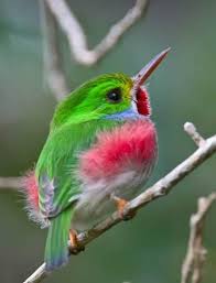 Pin By Dana Mclendon On Science Pretty Birds Beautiful Birds Birds