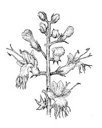Image result for Lamiaceae