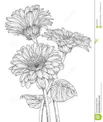 Draw the third petal by extending two curved lines from the first, allowing the lines to do so, extend three sets of curved lines outward from the bottom of the flower. Illustration About Hand Drawn Ink Illustration Of Three Gerbera Daisy Flowers Illustration Of Fa Flower Drawing Tutorials Flower Line Drawings Flower Sketches