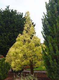 Image result for Taxodium