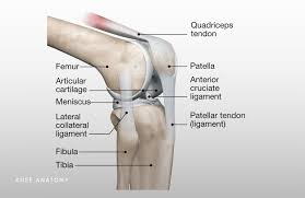 The muscles around knee diagram wiring diagrams click. Knee Zahab Ahsan Md