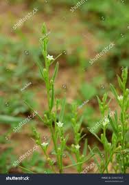 Image result for Thesium