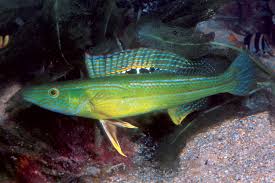 Siphonognathus radiatus