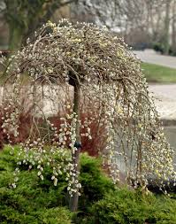 Image result for Goat Willow