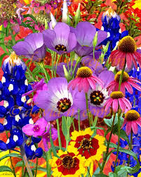 Where to see spring flowers in texas. Texas Wildflower Bouquet Wildflower Bouquet Beautiful Flowers Wild Flowers