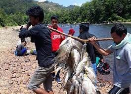 Next postseterusnya bagai ilak bercerai dengan benang. Mancokau Ikan Lubuk Larangan Desa Tanjung Belit Kampar Kiri Hulu