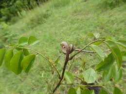 Image result for Dalbergia bracteolata