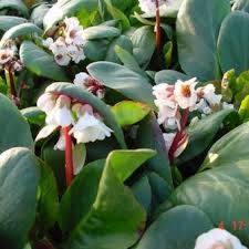 Once the center of the clump dies off and is empty, divide the plant into four pieces and plant. Bergenia Silberlicht Pflanzen Kaufen Online