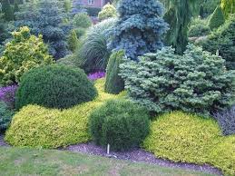 Contrasting Dwarf Conifers Grows On You Evergreen Landscape Conifers Garden Evergreen Garden