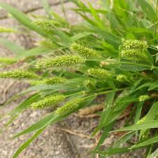 Image result for Setaria