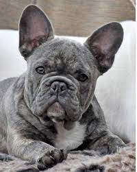 Pin On Dog World Newspaper