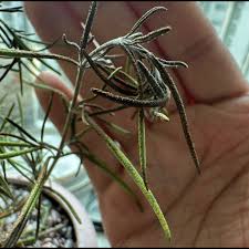 Image result for Persicaria strigosa