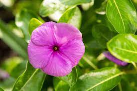 5.0 out of 5 stars 3. Annual Vinca Plant Care Growing Guide