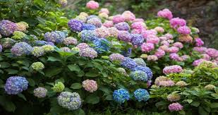 One way to water hydrangeas in the winter is to make a small hole of a big bucket and place filled with water at the base of the plant allowing the water to trickle out slowly. Why Is My Potted Hydrangea Wilting Causes And Solutions Today S Gardener