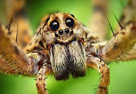 Des Macrophotographies D Araignees Sauteuses Par Thomas Shahan 2tout2rien Araignee Loup Araignee Sauteuse Araignee