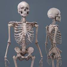 For more details go to edit properties. Realistic Human Skeleton 3d Model Turbosquid 1220440