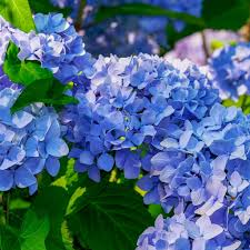 Image result for Hydrangea