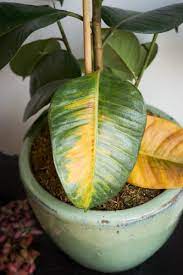 What to do with a dying rubber tree? I Overwatered My Rubber Plant And This Is What I Learnt The Houseplant Urban Jungle Blog