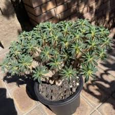 Image result for Euphorbia mlanjeana