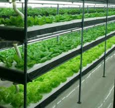 Root farm led grow light. Grow Light Types Importance In Indoor Gardening Gardening Tips