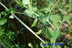 豌豆的花 犀牛王的鐵道小窩 痞客邦 plant leaves fruit seeds herbs