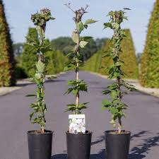 Give it a thorough watering once a. Clematis Montana Giant Star Kaufen Sie Pflanzen Bei Coolplants