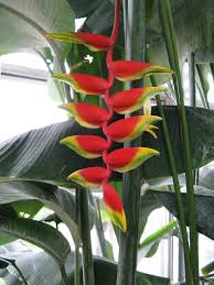 Image result for Heliconia rostrata