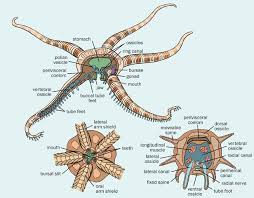 Ophiuroidean Anatomy Basket Stars Brittlestars Snake Stars Sea Creatures Science Nature Under The Sea